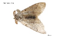 藏品(尖翅蛾科)的圖片